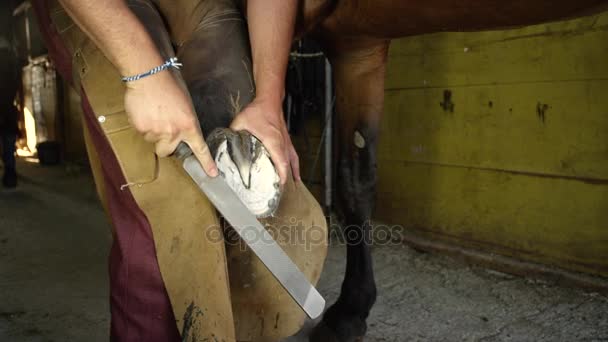 Nahaufnahme: Schmied Hufschmied nivelliert brachliegende Bereiche des Pferdehufs — Stockvideo
