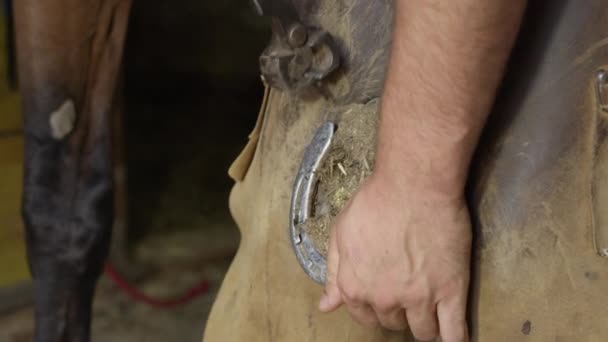 CLOSE UP: Умелый фермер осторожно снимает гвозди с лошадиных копыт — стоковое видео