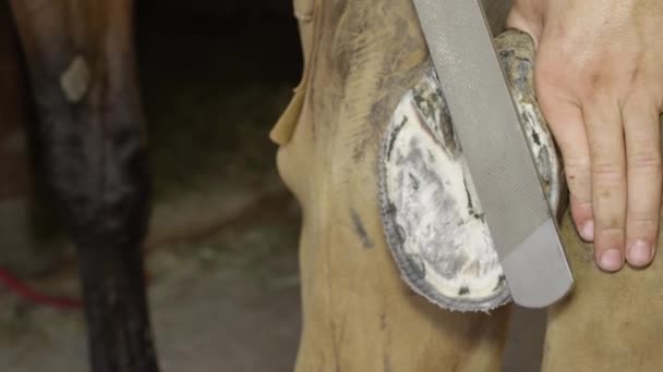 FECHAR UP: Ferreiro Farrier arquivando áreas não niveladas de casco de cavalo — Vídeo de Stock