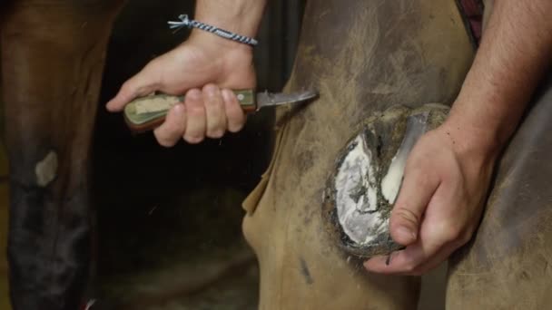 FECHAR UP: Farrier experiente limpar o excesso de tecido único de casco de cavalo — Vídeo de Stock