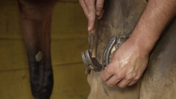 Close-up: Gekwalificeerde hoefsmid ambachtsman zachtjes te tappen nailhead paard van hoof — Stockvideo