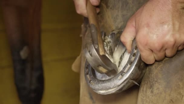 Nahaufnahme: Detail eines gelernten Hufschmieds, der dem Pferd sanft einen Nagelkopf in den Huf schlägt — Stockvideo