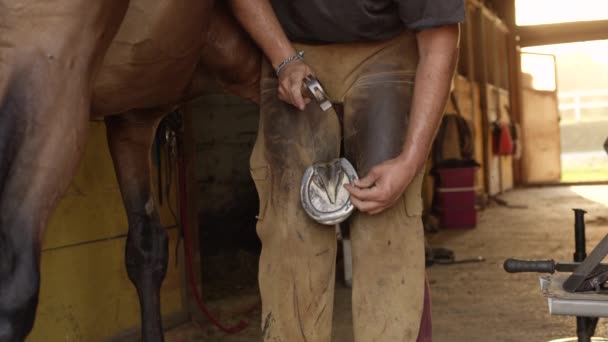 FECHAR UP: Feiticeiro hábil irreconhecível gentilmente batendo nailhead no casco de cavalo — Vídeo de Stock