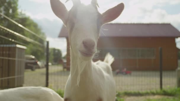 CERRAR: Curioso adorable poco joven cabra husmeando alrededor — Vídeos de Stock