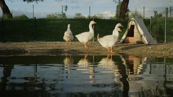 Nahaufnahme: Niedliche Gänse stehen am Rand eines künstlichen Teiches und trinken Wasser — Stockvideo