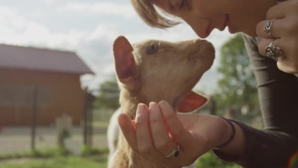 CLOSE UP: Cheerful girl petting adorable little kid goat looking for attention – Stock-video