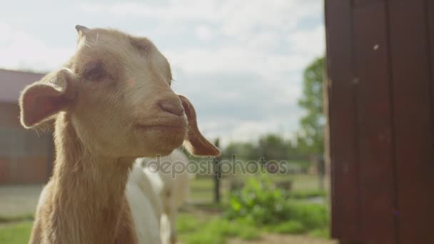 CHIUDI: Adorabile avida capretta che si lecca da sola, chiedendo più cibo — Video Stock