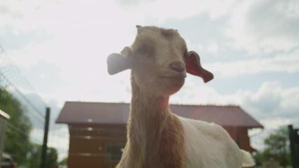 Nahaufnahme: neugierig liebenswerte kleine Ziegenbock schnüffelt herum — Stockvideo