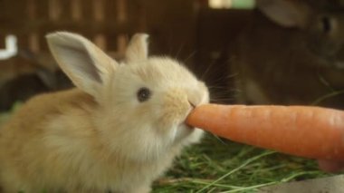Yakın: büyük taze havuç yeme çok güzel tüylü küçük hafif kahverengi tavşan
