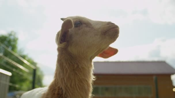 Очаровательная жадная маленькая коза лижет себя, прося еды. — стоковое видео