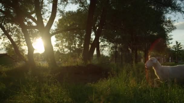 Zeitlupe: Herde glücklicher, entzückender Schafe im hohen Gras bei Sonnenaufgang — Stockvideo