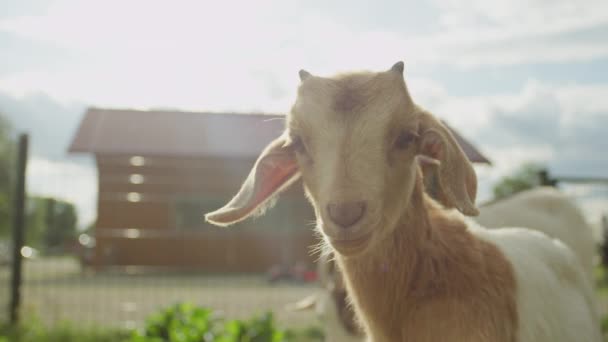 Close UP: Портрет восхитительной маленькой козы, наслаждающейся солнечным летним днем — стоковое видео