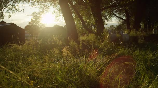 MOTION LENT : Troupeau de moutons adorables heureux courant dans l'herbe haute au coucher du soleil — Video