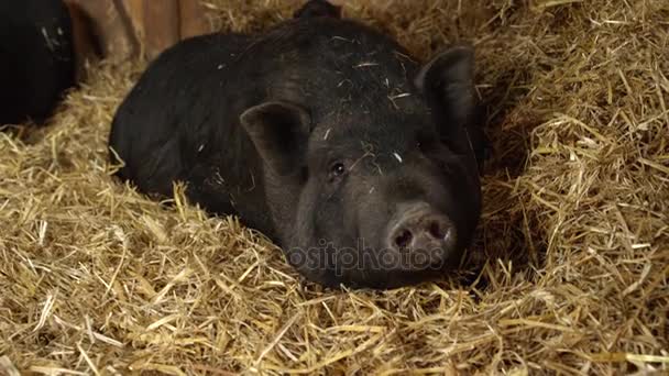CLOSE UP: Caring black pig mother looking after small piglets laying in hay — Stock Video