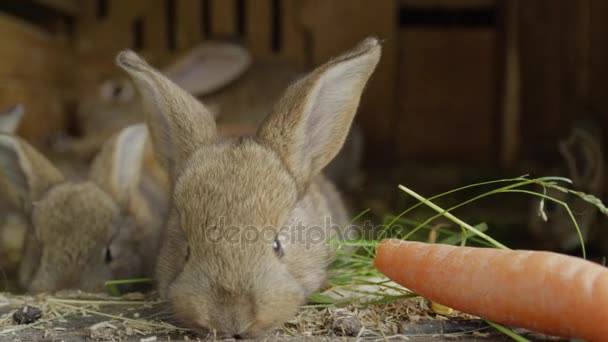 Nahaufnahme: Kuriose flauschige kleine braune Hasen schnüffeln herum und riechen Futter — Stockvideo