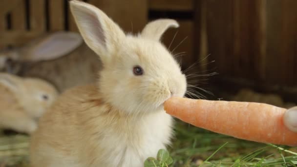 Close-up: Cute pluizige kleine licht bruin konijntje eten grote verse wortel — Stockvideo