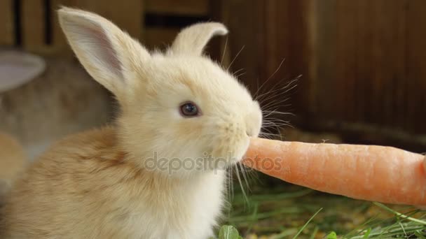 Nahaufnahme: niedliches, flauschiges hellbraunes Häschen frisst große, frische Karotte — Stockvideo