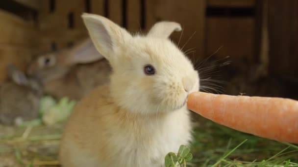 CLOSE UP: Beautiful fluffy light brown baby bunny eating big fresh carrot — Stock Video