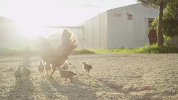 MOCIÓN LENTA: Hermosa madre impresionante pollo protegiendo a su familia de aves — Vídeos de Stock