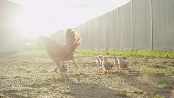 CLOSE UP: Чарівні дитячі кури на задньому дворі після кроків матері — стокове відео