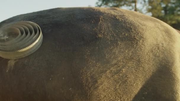 Närbild: Detalj av ung flicka rengöring stark brun häst och hans smutsig päls — Stockvideo