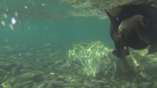 Close Up, onderwater: Schattig hondje zwemmen snel in koude verfrissende rivier — Stockvideo