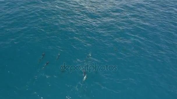 AERIAL: Grupo de golfinhos felizes nadando no grande oceano azul cristalino — Vídeo de Stock