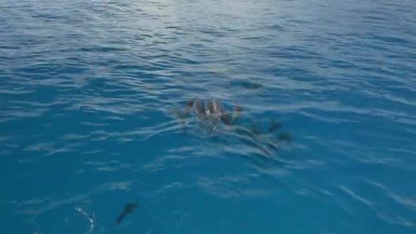 AERIAL: Pod of happy dolphins swimming and jumping in crystal clear blue ocean — Stock Video