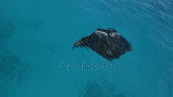 Antenne, Close Up: Manta ray zwemmen net onder het oppervlak van de blauwe oceaan — Stockvideo
