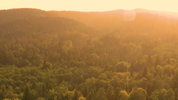 DRONE : Voler au-dessus de la vaste forêt de conifères lors d'une soirée d'été idyllique. — Video