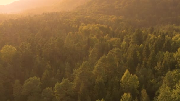 AERIAL: Volando sobre el vasto bosque de coníferas en una hermosa noche dorada . — Vídeos de Stock