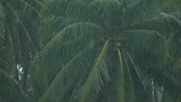 CLOSE UP: Large coconut tree weathering the intense rainstorm in Aitutaki. — Stock Video