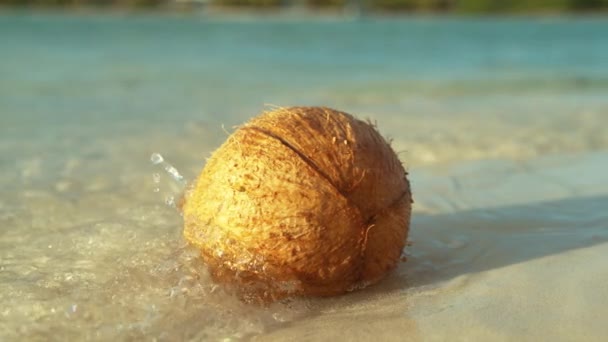 MOCIÓN LENTA: Las suaves olas del océano lavan el coco marrón claro atascado en la playa . — Vídeo de stock