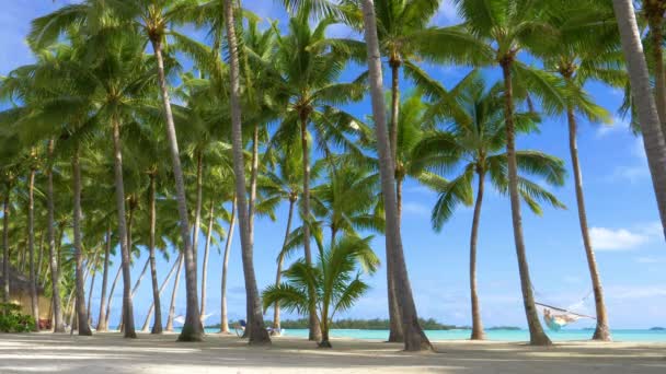 女の子オン夏休み上の熱帯の白い砂浜スイング上のハンモック緑豊かなヤシの木の間 — ストック動画