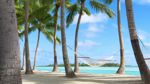 Rope hammock on empty tropical beach swings in the palm trees — Stock Footage Rope Hammock Empty Tropical Beach Swings Palm Trees Royalty Free Stock Video