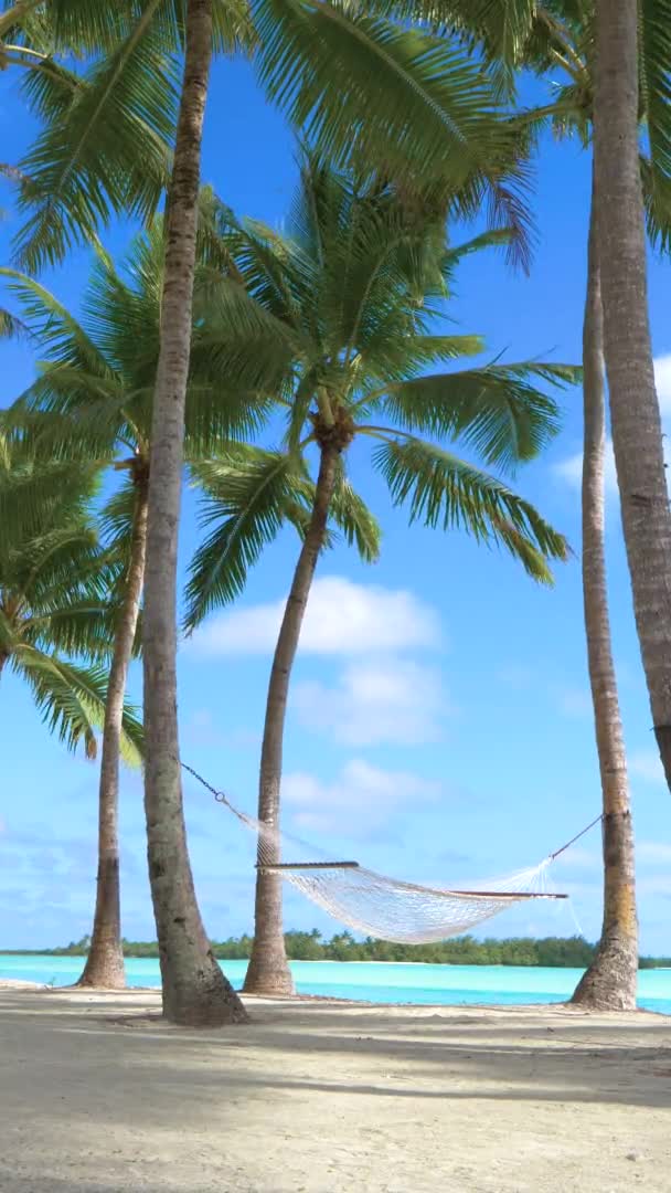 Канатный Гамак Пустых Тропических Пляжах Качается Пальмах — стоковое видео
