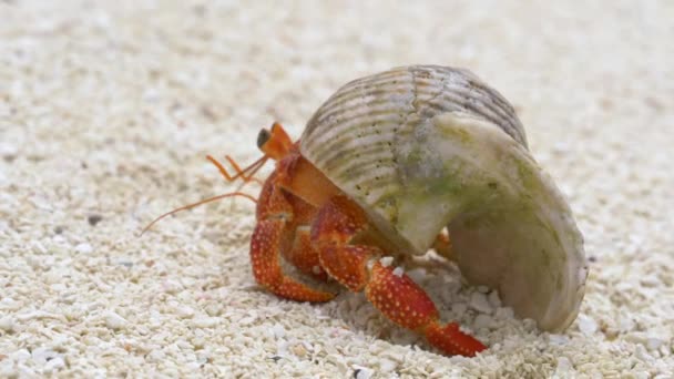 ermite crabe marchant sur la plage de sable blanc  