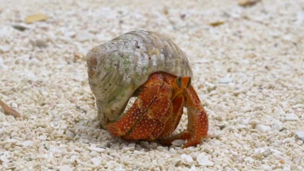 Kluizenaar Krab Wandelen Het Witte Zandstrand — Stockvideo