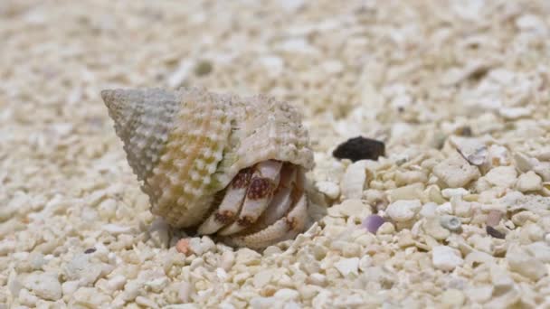 Kluizenaar Krab Wandelen Het Witte Zandstrand — Stockvideo