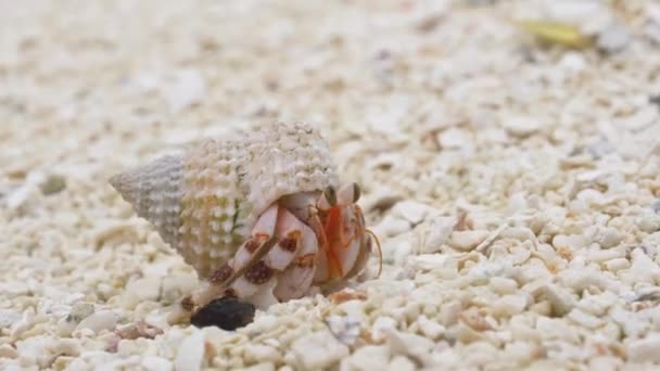 ermite crabe marchant sur la plage de sable blanc  