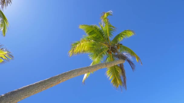 Lush Tall Palm Trees Beautiful Blue Clean Sky Background — 비디오