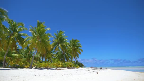 美丽的阳光照射的沙滩 完美的白沙 碧绿的水和茂密的棕榈树 — 图库视频影像
