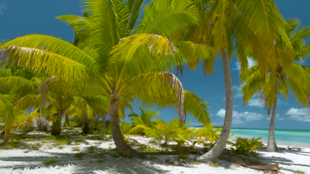 Belle Plage Déserte Sable Blanc Avec Océan Cristallin Grands Palmiers — Video