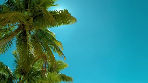 Пышные Высокие Пальмы Красивом Голубом Чистом Фоне Неба — стоковое видео