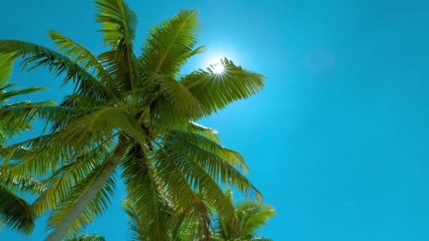 Lush Tall Palm Trees Beautiful Blue Clean Sky Background — Stock Video