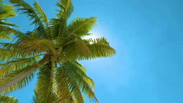 Palmeras Exuberantes Altas Sobre Hermoso Fondo Azul Cielo Limpio — Vídeo de stock