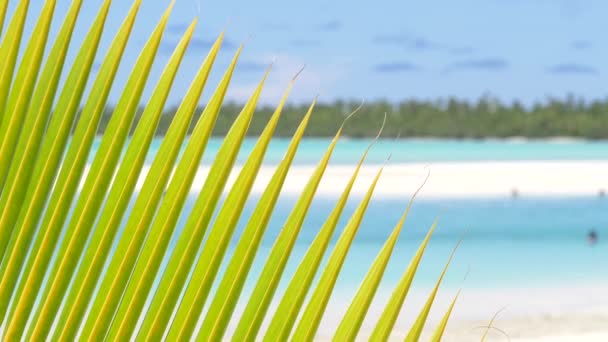 Vista Cerca Hermosas Palmeras Verdes Exuberantes Increíble Mar Exótico Playa — Vídeos de Stock