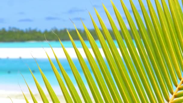 Vista Cerca Hermosas Palmeras Verdes Exuberantes Increíble Mar Exótico Playa — Vídeo de stock