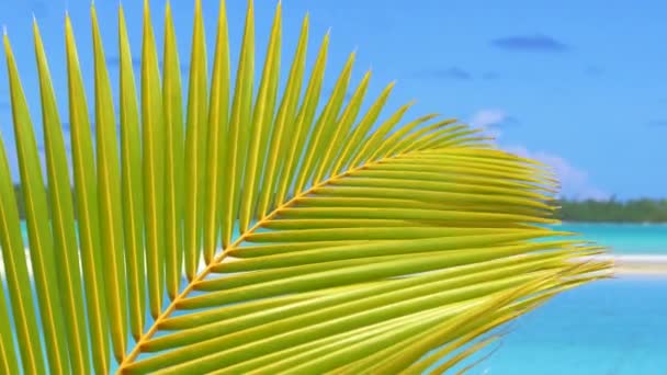 Закрытый Вид Красивые Зеленые Пышные Пальмы Удивительном Экзотическом Море Солнечном — стоковое видео