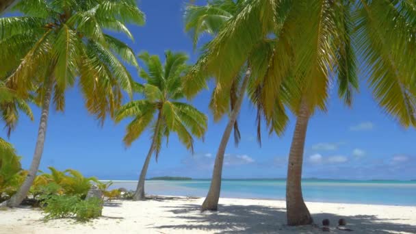 Wunderschöner Weißer Sandstrand Mit Kristallklarem Meer Und Üppigen Hohen Palmen — Stockvideo